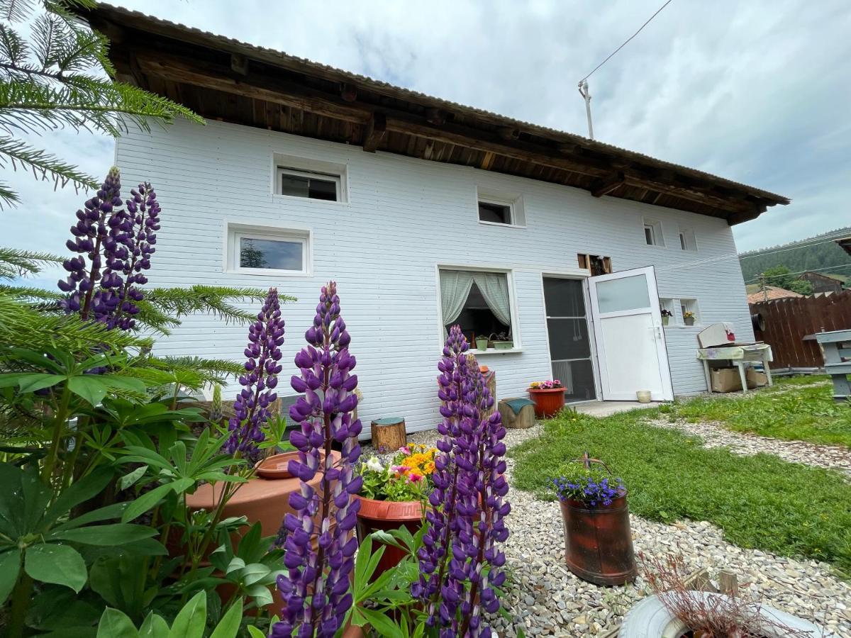 Casa De Oaspeti Cristina Fitod Zewnętrze zdjęcie